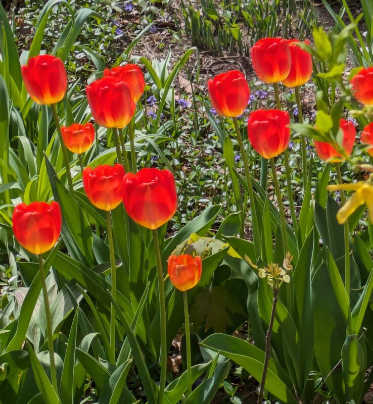 tulips Tulips on Clark Street