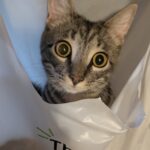 Watson the kitten in a shopping bag