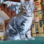 Watson in the breakfast room