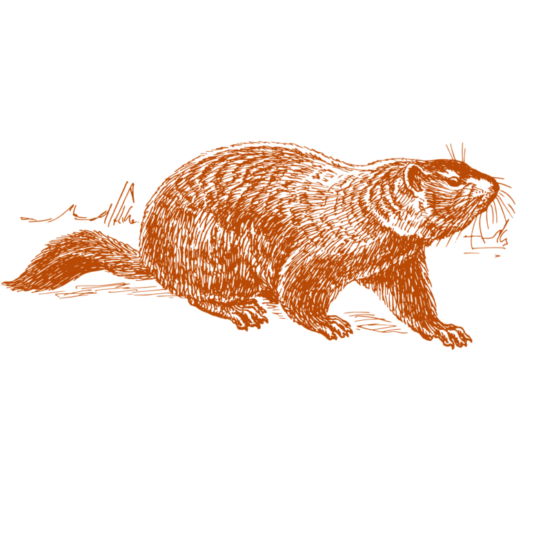 a picture of a groundhog
